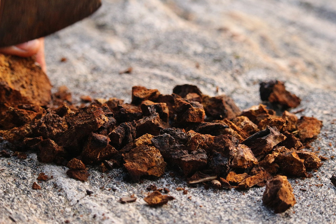 Chaga Mushroom: The Science Behind Its Health Benefits